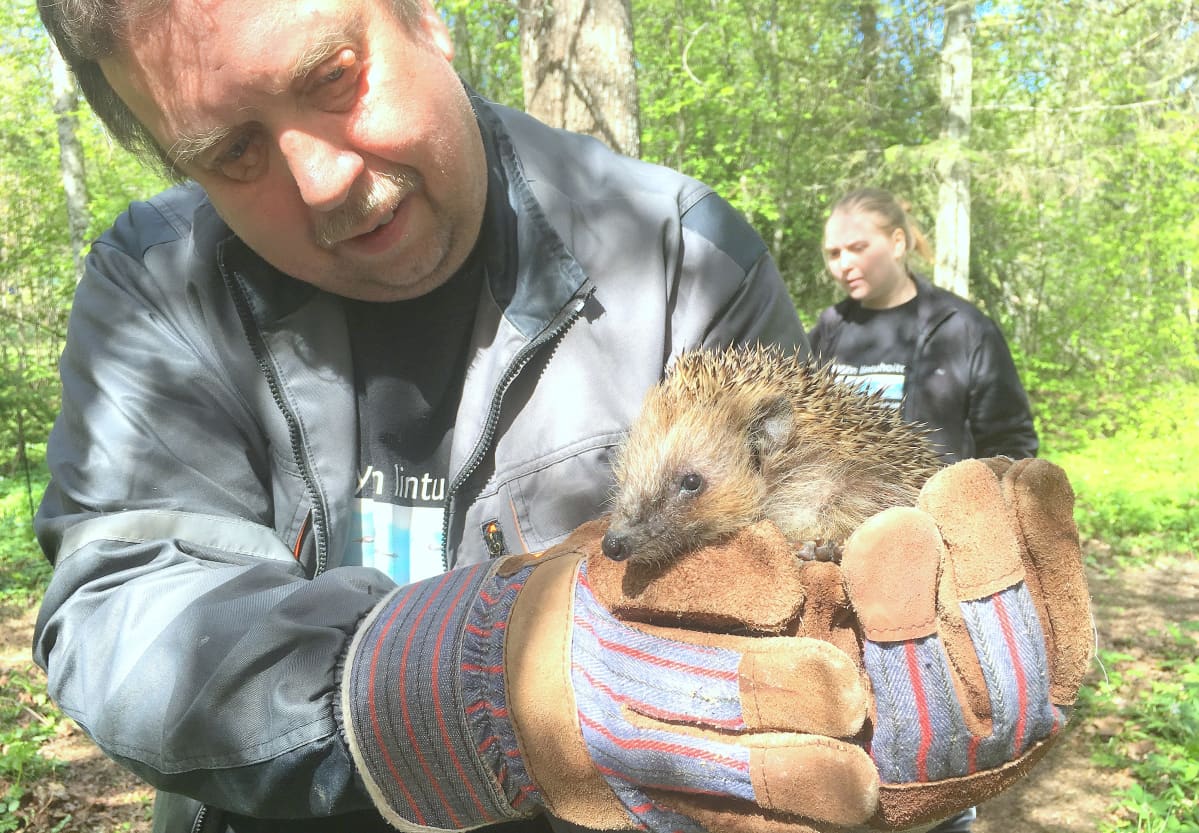 Arto Hokkanen, Pyhtään lintuhoitola, siili miehen kädessä, siili takaisin kevätluontoon