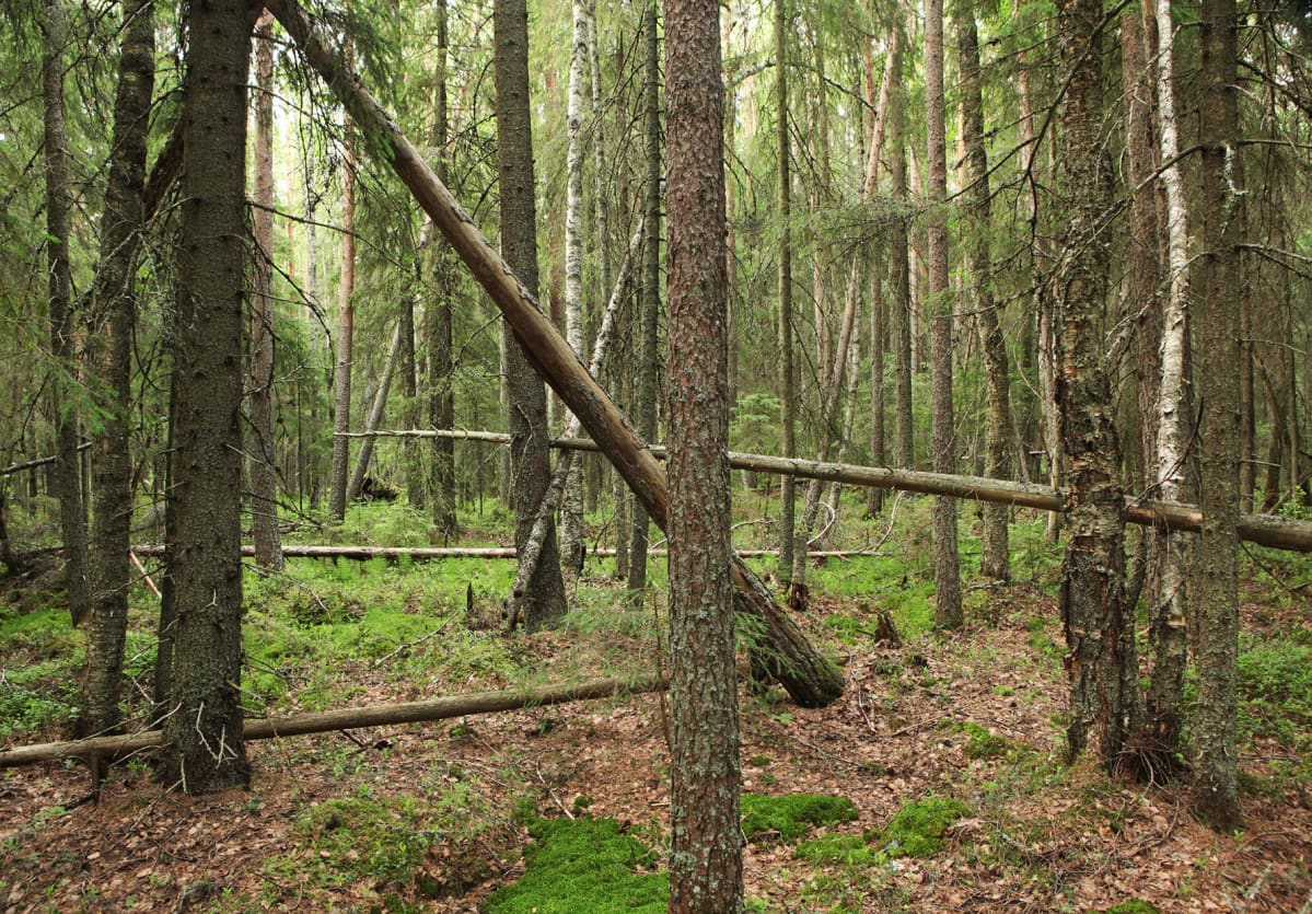 Kaulinkangas.