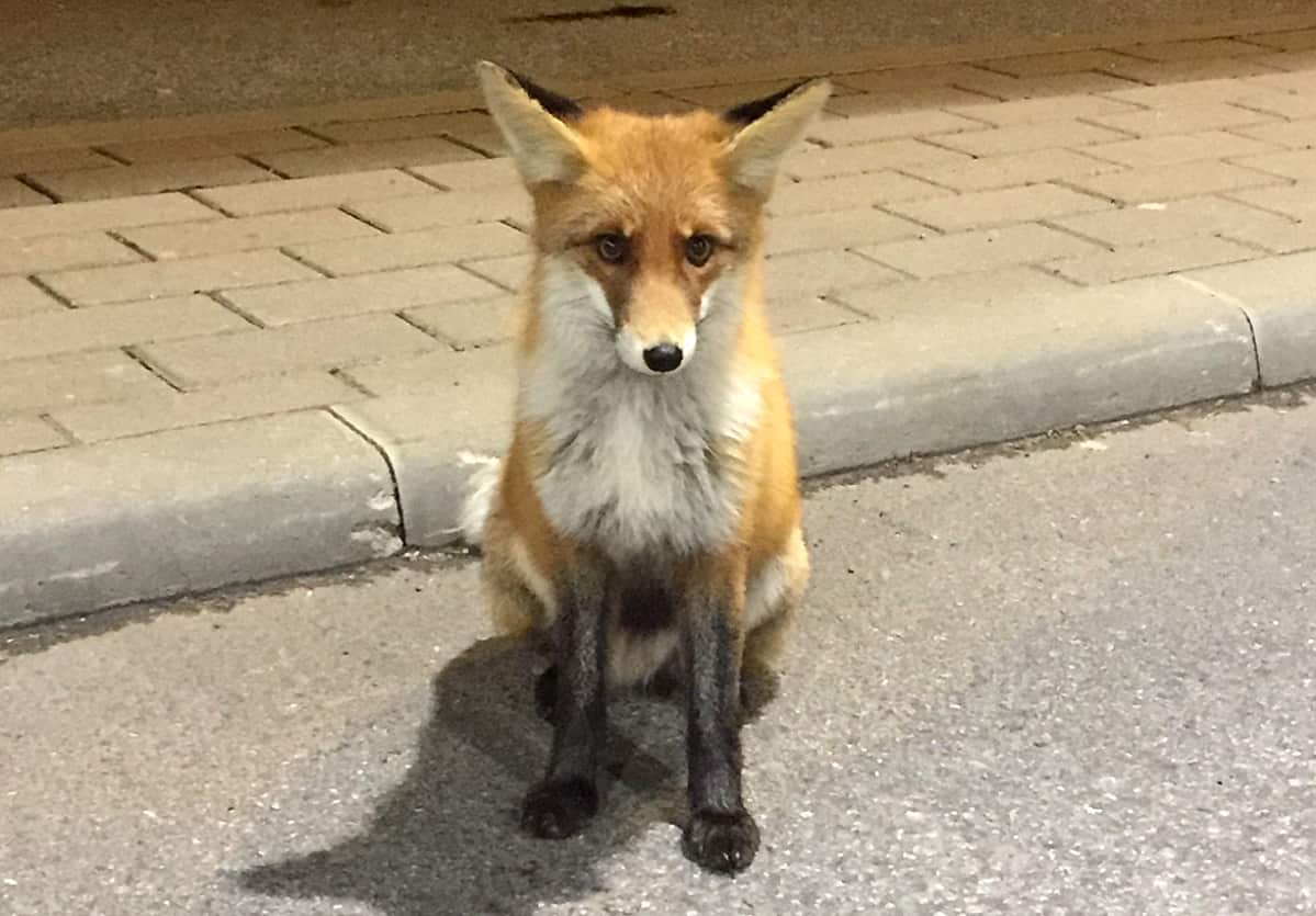 "Tullikettu" ihmettelee Nuijamaalla.