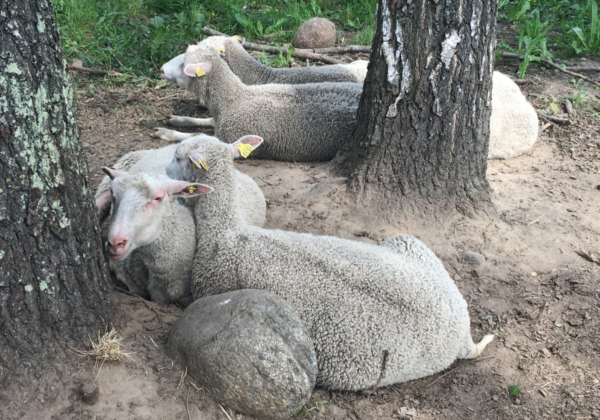 Lampaita laitumella