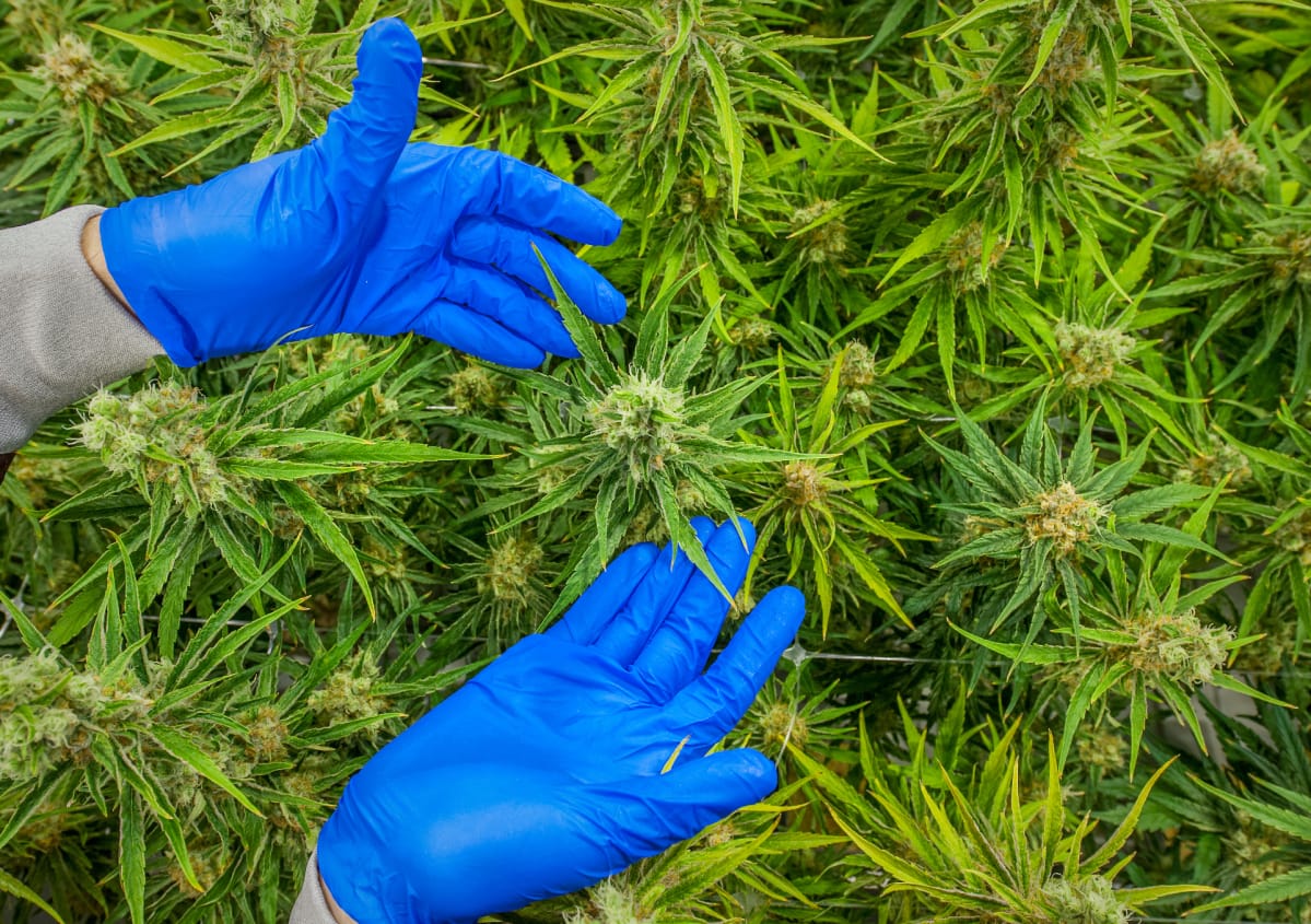 kannabisviljelmä Kanadassa