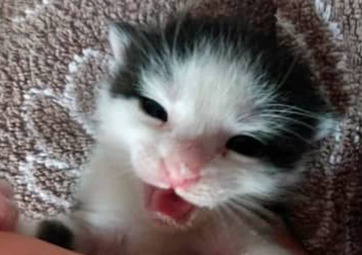 kissanpentu