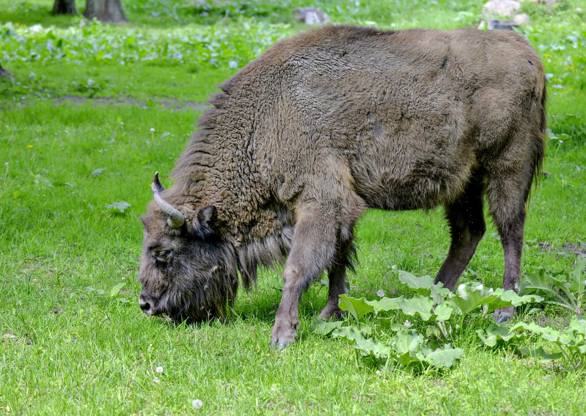 Visentti Bialowieza