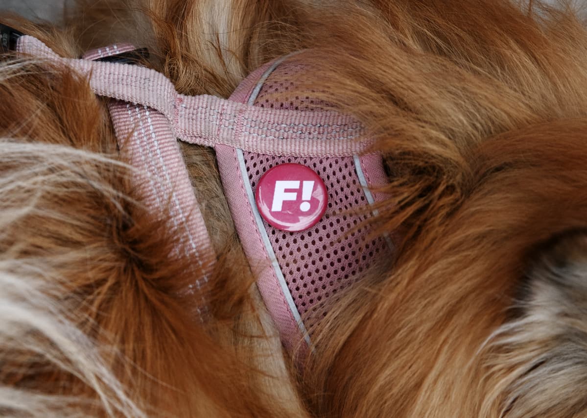 Feministinen puolue