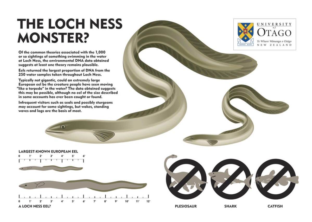 Grafiikkakuva vertailee tunnettuja ankeriaita ja Loch Nessin mahdollista ankeriasta.
