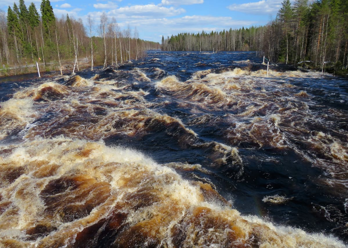 Vikaköngäs Raudanjoessa kuohuu kevättulvassa 26.5.2020.