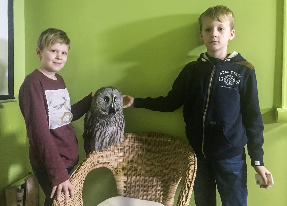 Pavel ja Makar silittävät kilpaa pöllökahvilan nuorinta asukasta lapinpöllö Miraa