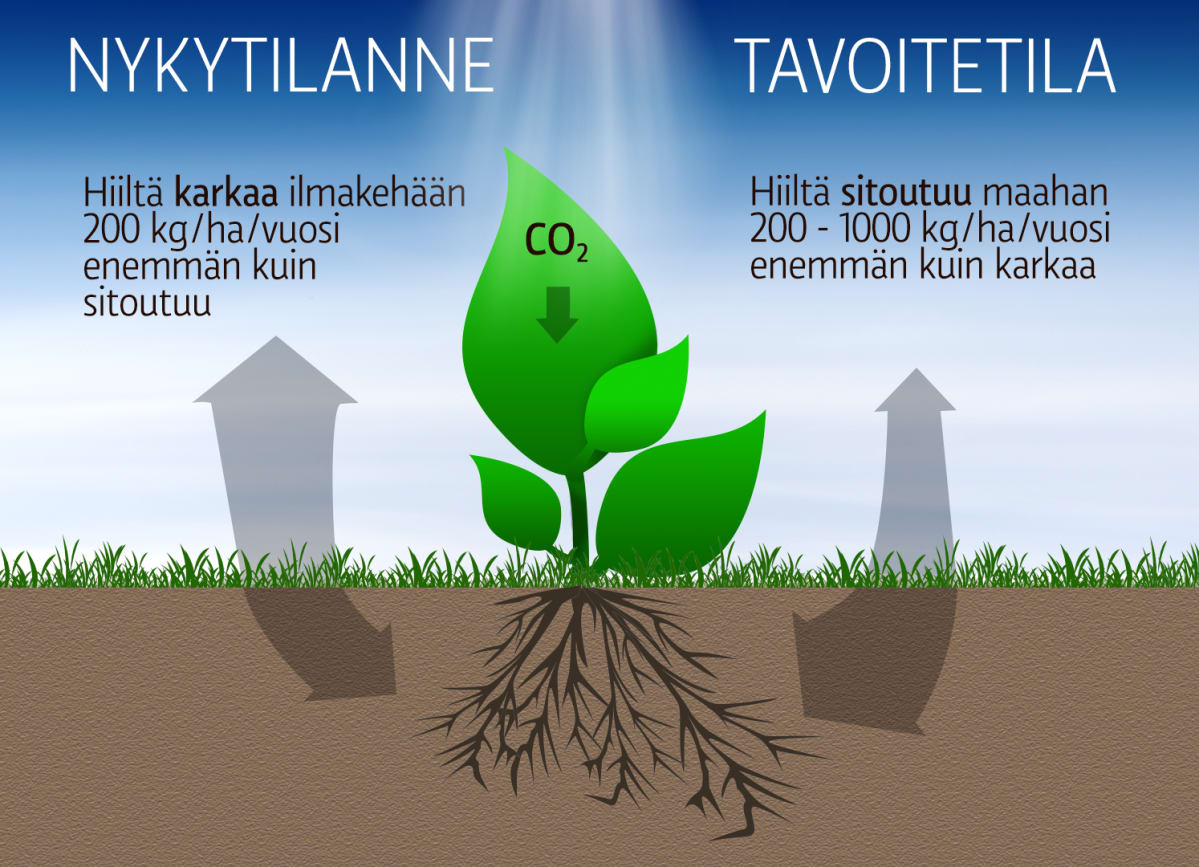 Grafiikka hiilen sitoutumisesta ja vapautumisesta maaperään