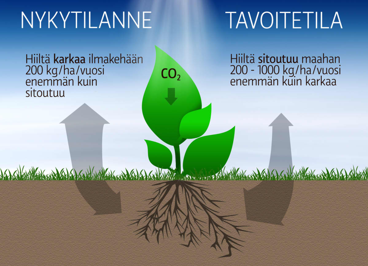 Grafiikka hiilen sitoutumisesta ja vapautumisesta maaperään