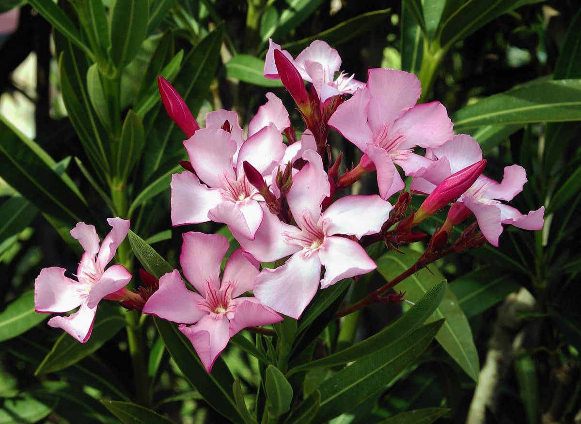 Oleanteri