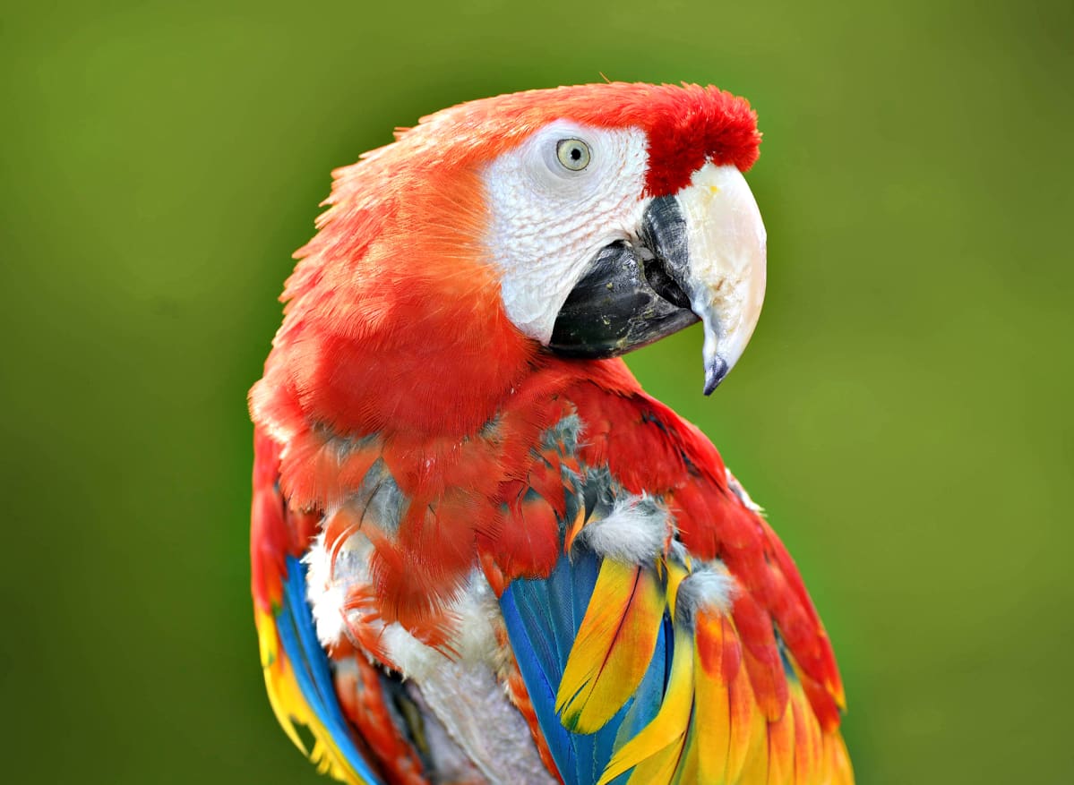 Papukaija Douglas