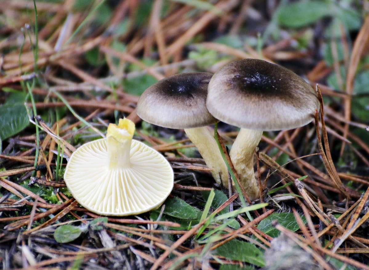 Hallavahakas