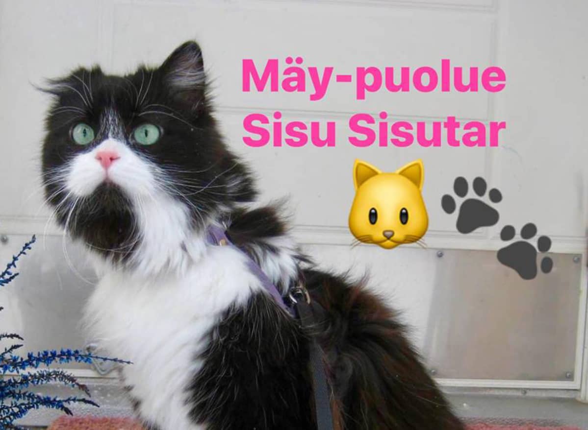 Sisun vaalimainos