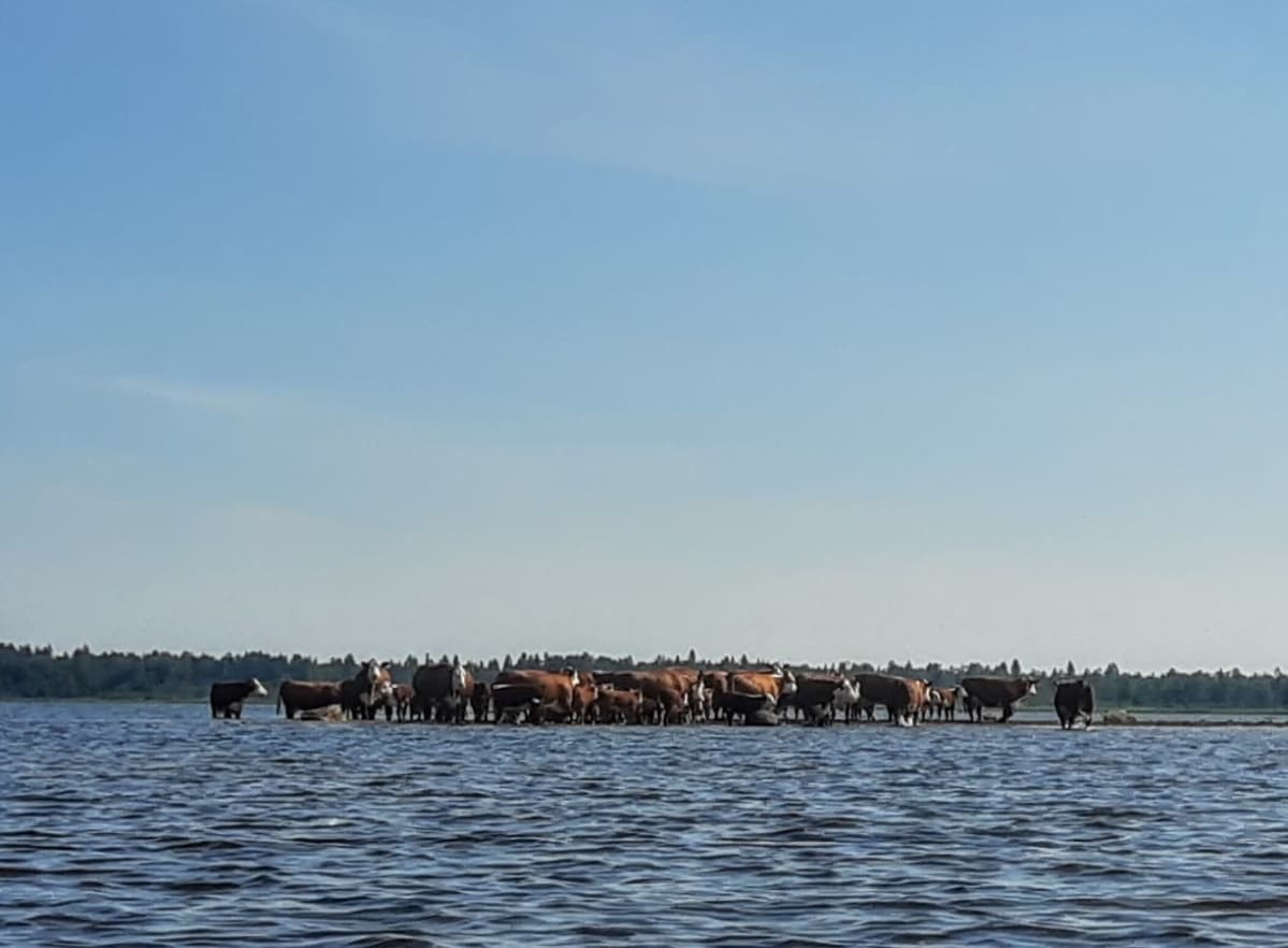 Lehmät vilvoittelevat meressä Haukiputaalla