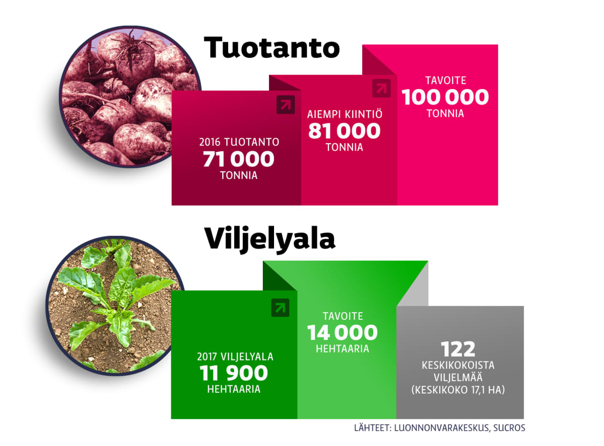 graaffi sokerin tuotannosta ja viljelystä