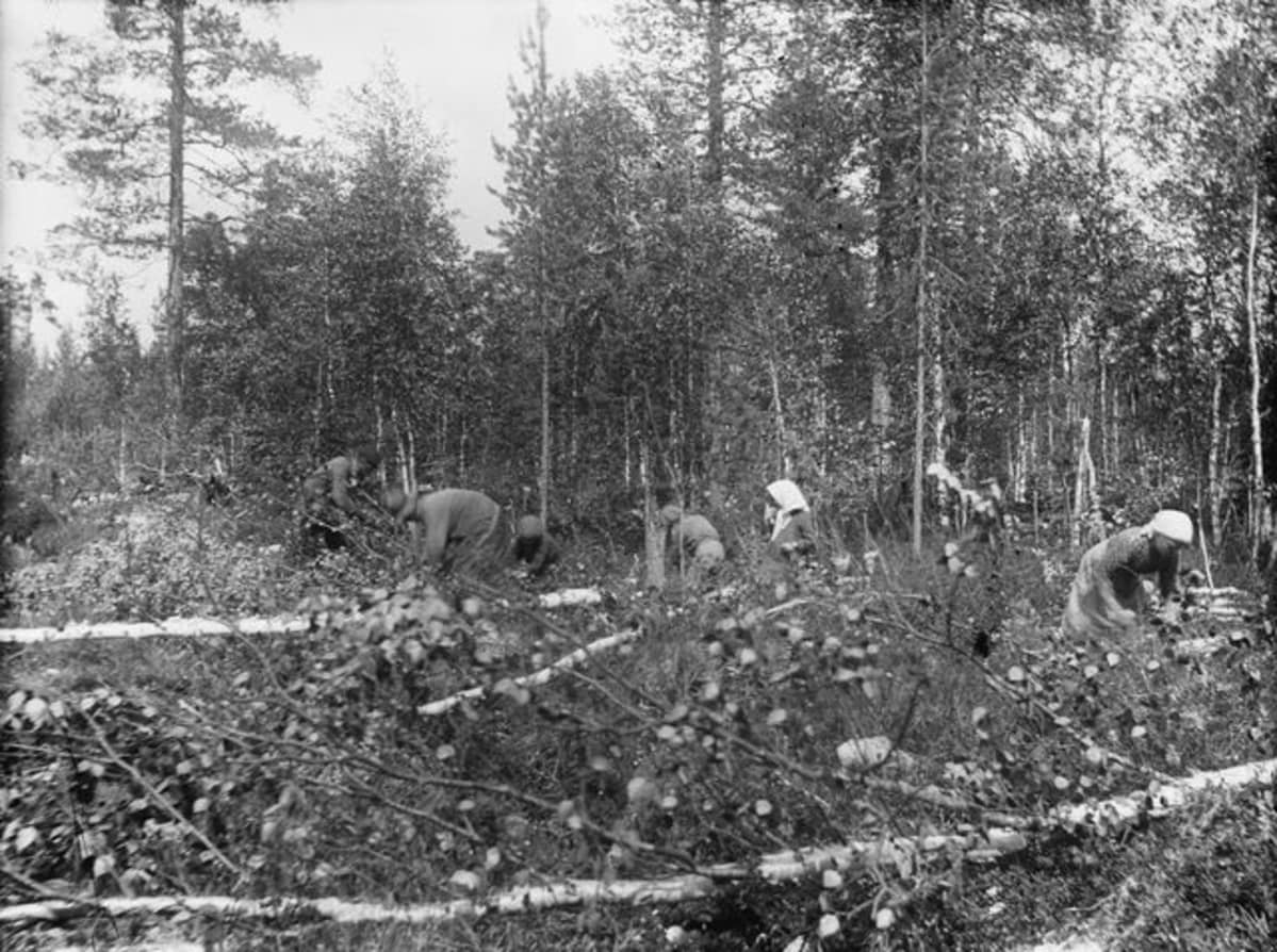 Talon väki on koivun lehtiä keräämässä.