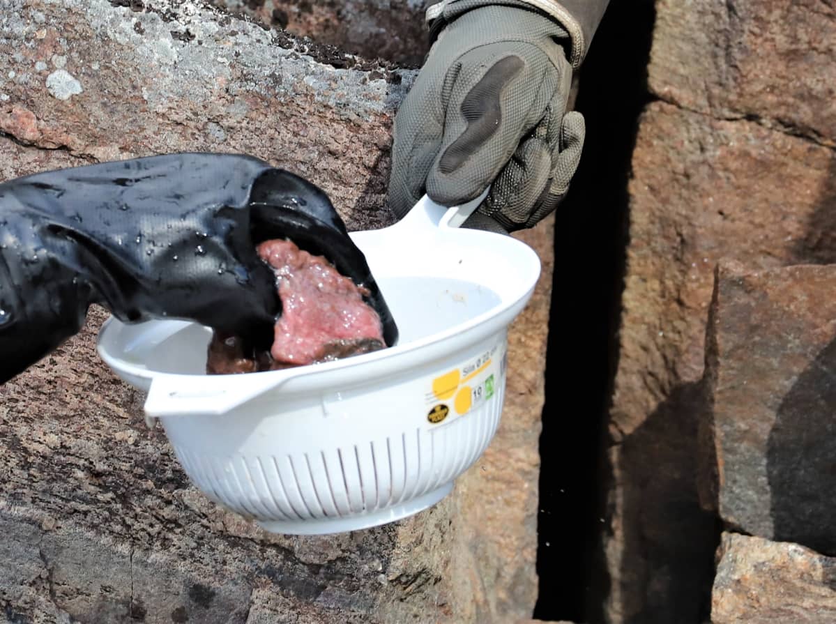 Sukeltaja nostaa vedestä löytämänsä saimaannorpan istukan siivilään.