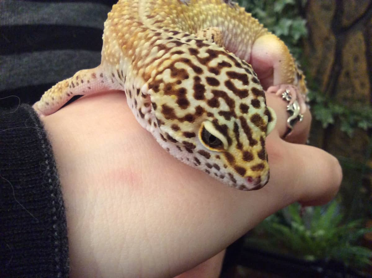 Leopardigekko Jade