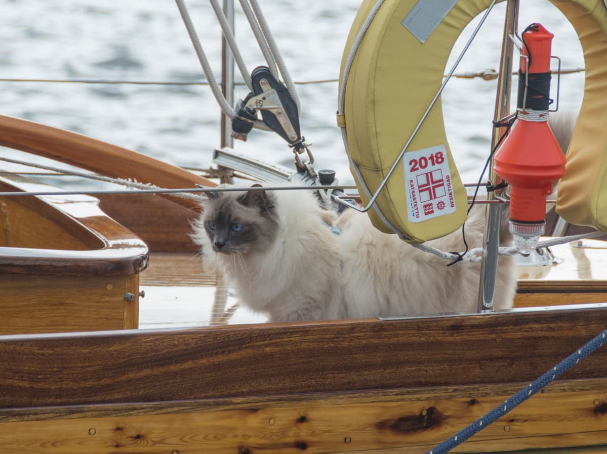 Jussi-kissa tuulisen veneen kannella.