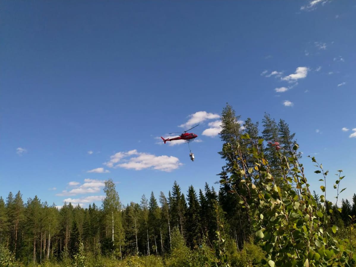 Metsäyhtiö Tornator lannoittaa helikopterilla metsäpalstojaan Liperin Vaiviossa elokuussa 2018. Helikopterilla lannoitetaan pintajuurista kuusikkoa sekä mäkisiä alueita. Traktori sopii pienille palstoille.