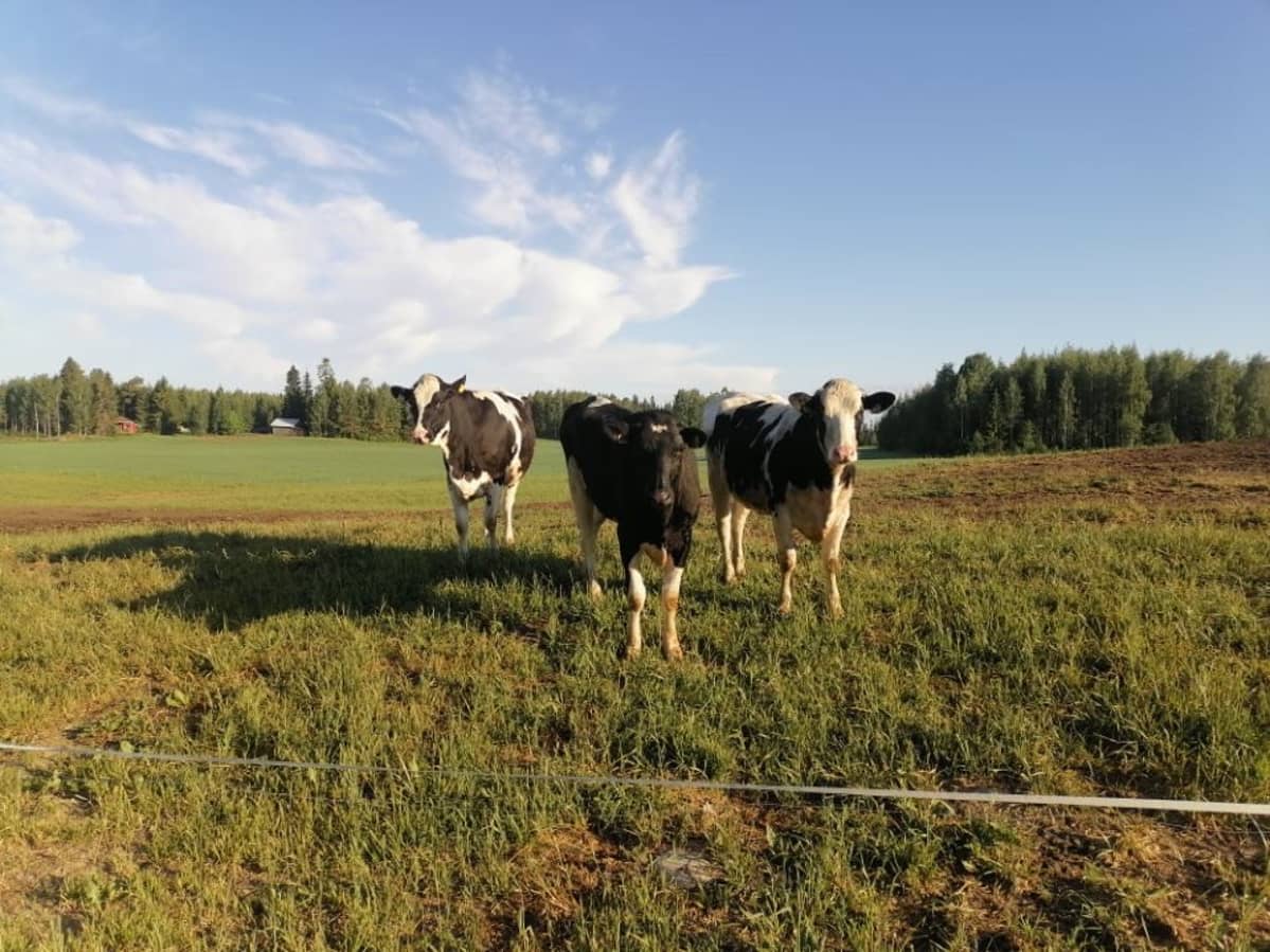 Karanneet hiehot ovat ruskea- ja mustavalkoisia. Niitä ei pidä yrittää lähestyä.