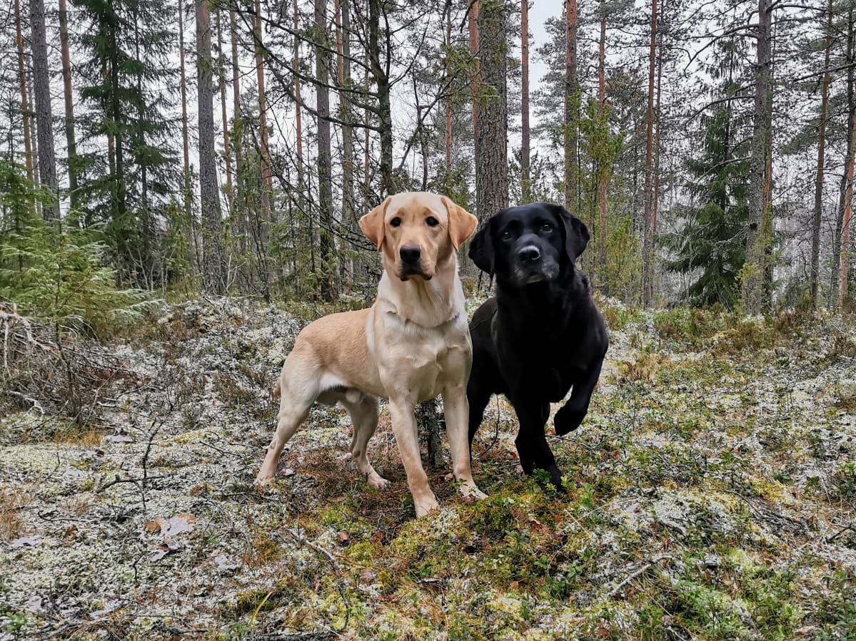 Kuvassa vaalea ja musta Labradorinnoutaja