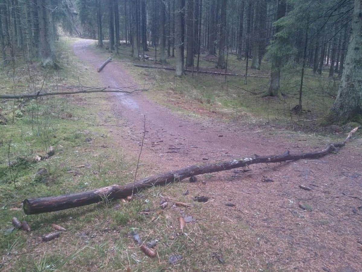 Puunrunkoja Salpausselän metsässä Tapanilan lähistöllä.