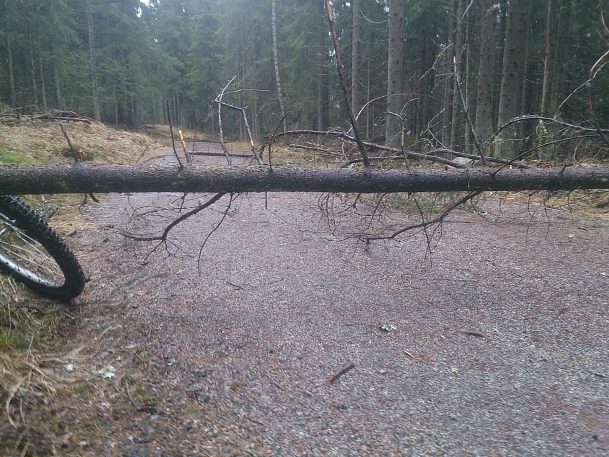 Puita tiellä Salpausselän ulkoilumaastossa.