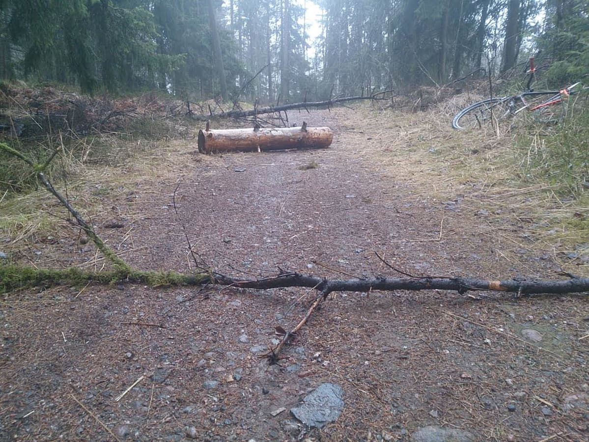 Puunrunkoja Salpausselän ulkoiluväylillä.