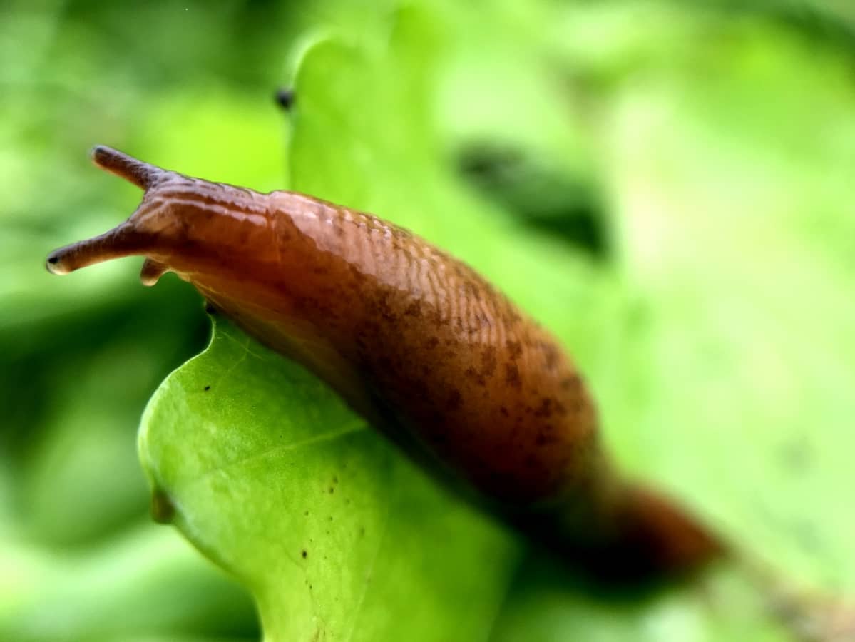 Peltoetana