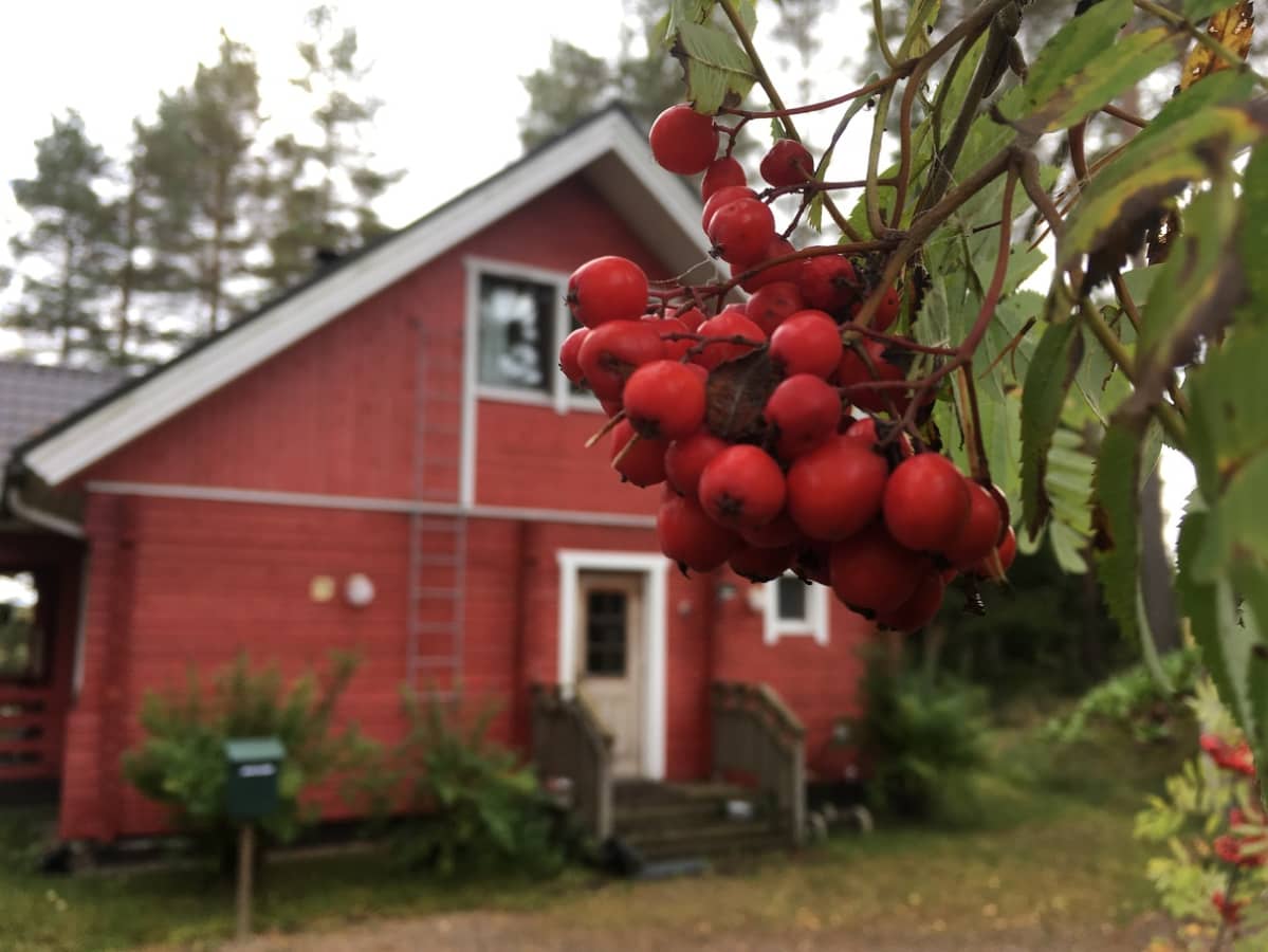 punainen tupa ja pihlajanmarjoja