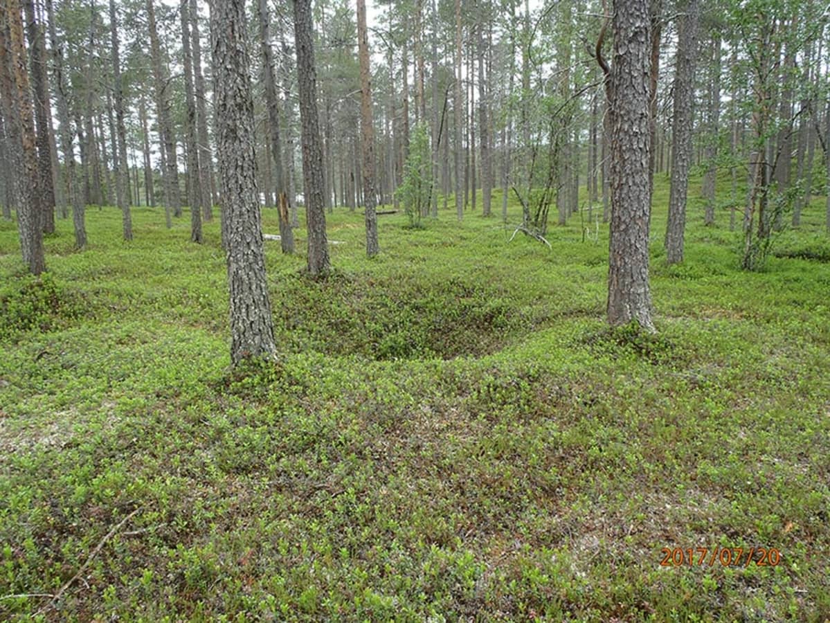 Lemmenjoen kansallispuistosta löydetty pyyntikuoppa.
