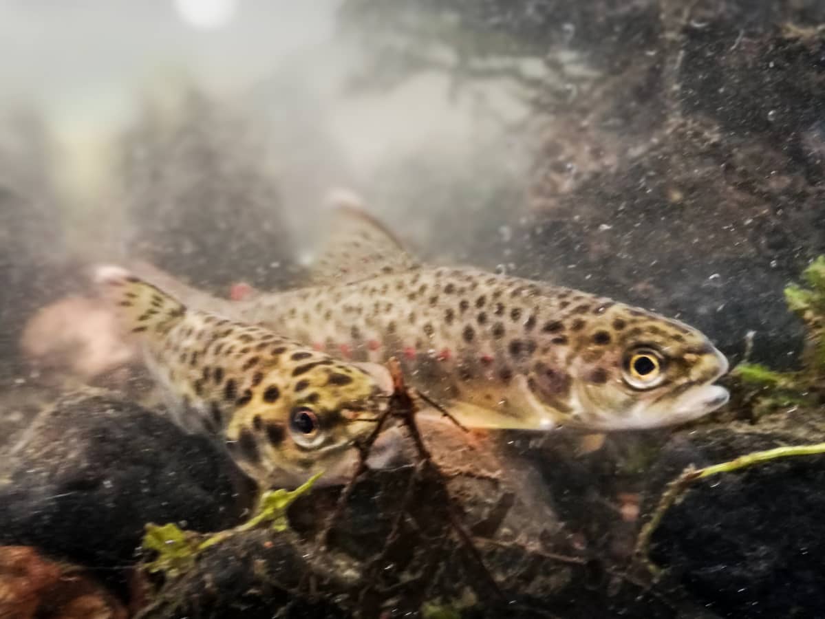 Kaksi taimenen poikasta purossa