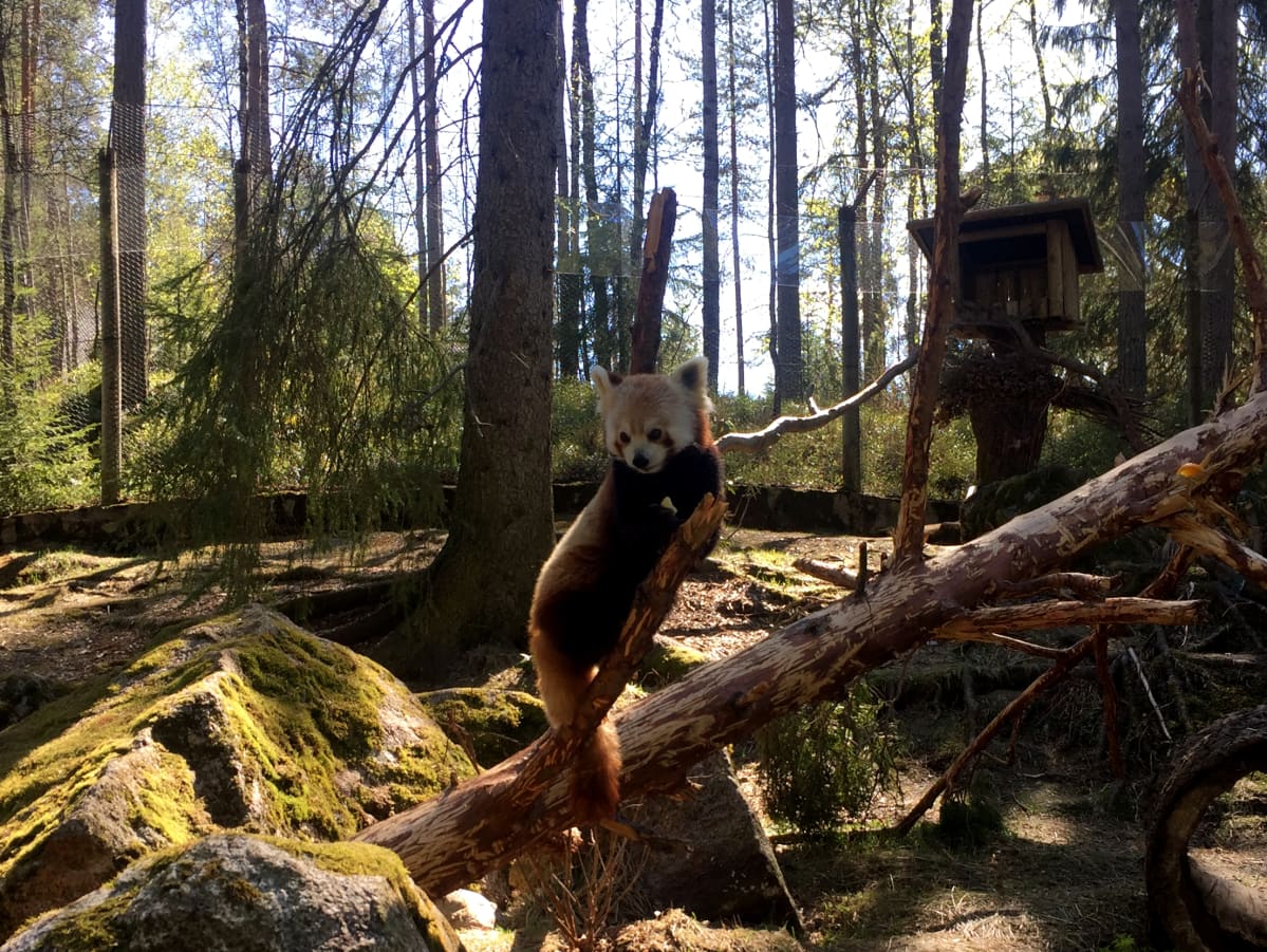 Pikkupanda asustaa jo Ähtärin eläinpuistossa. Se syö päivittäin pari sataa grammaa bambua.