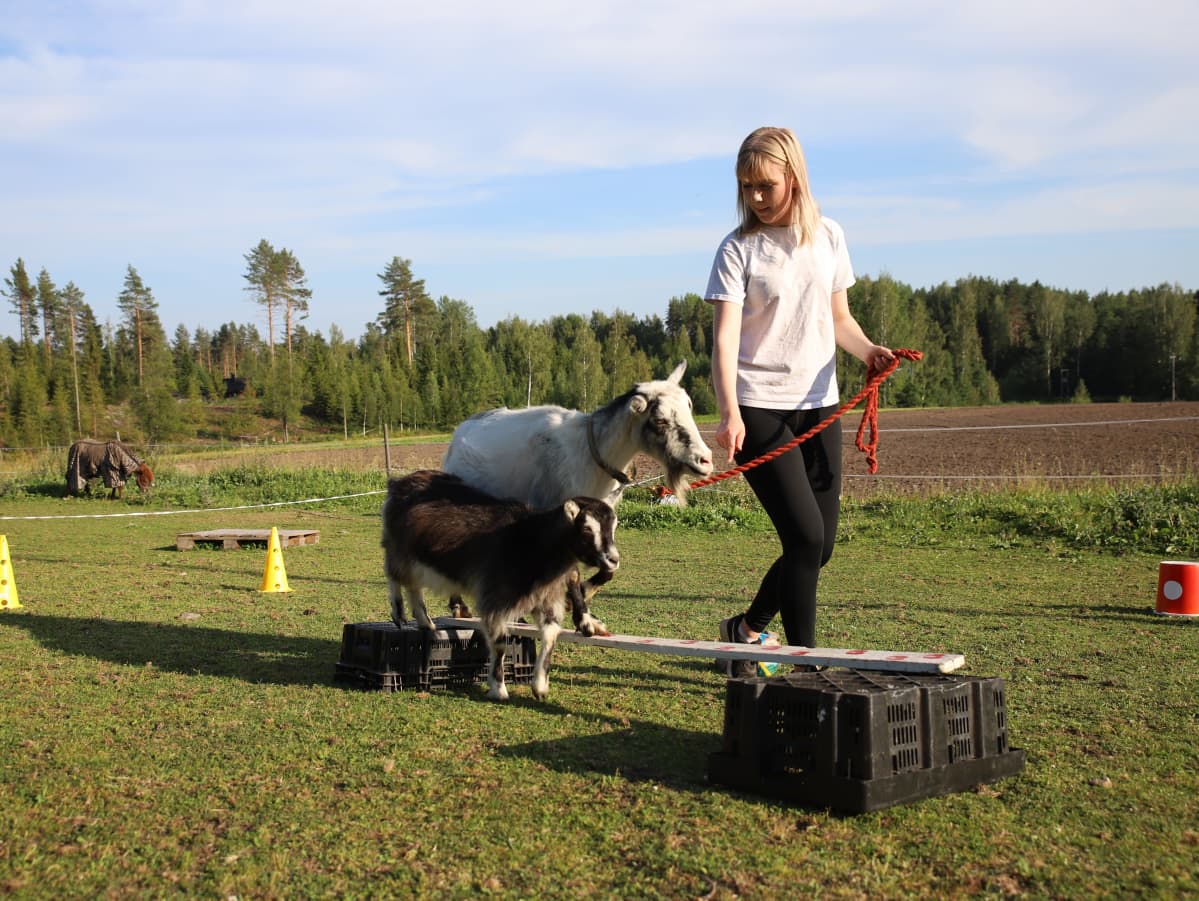 Vilma Kotro ohjaamassa Vili-vuohta kulkemaan lankkua pitkin. Pikku Nestori-vuohi kulkee myös vierellä.