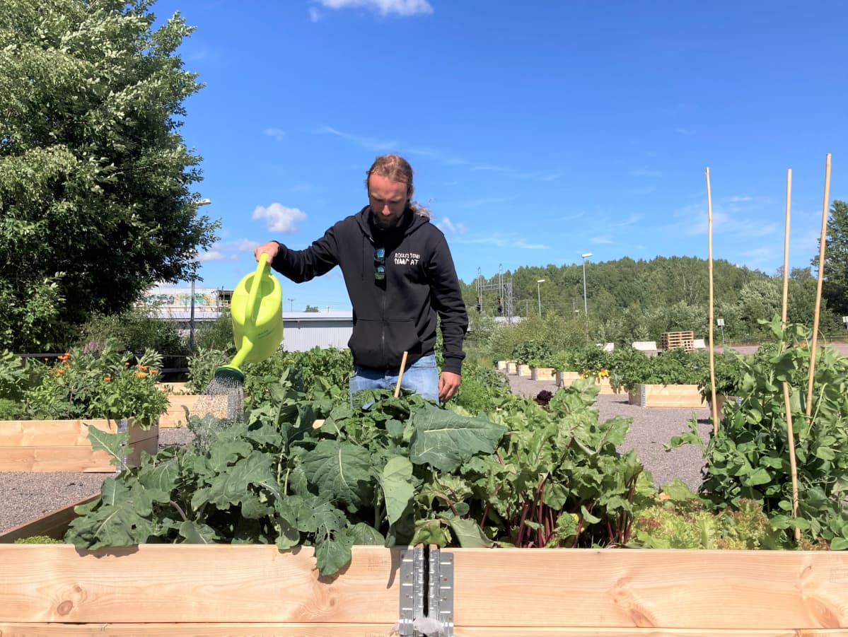 Sauli Rantanen Kera-kollektiivinen kaupunkiviljelmällä