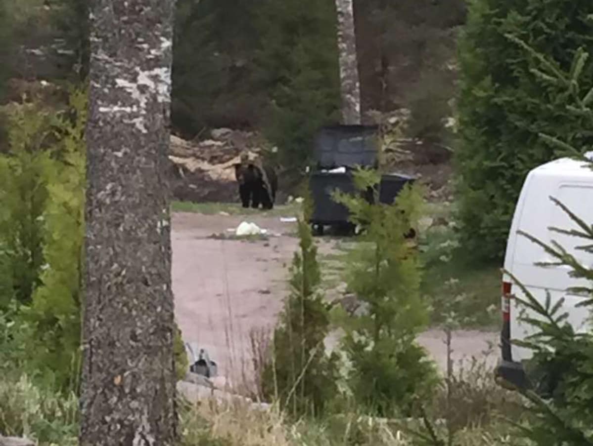 Karhu pihamaalla Inkoossa.