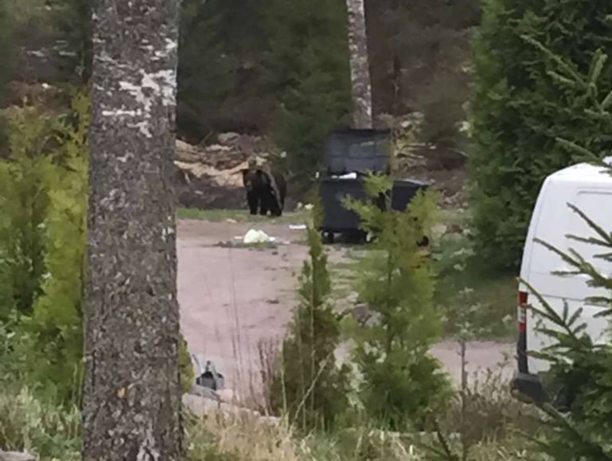Karhu pihamaalla Inkoossa.
