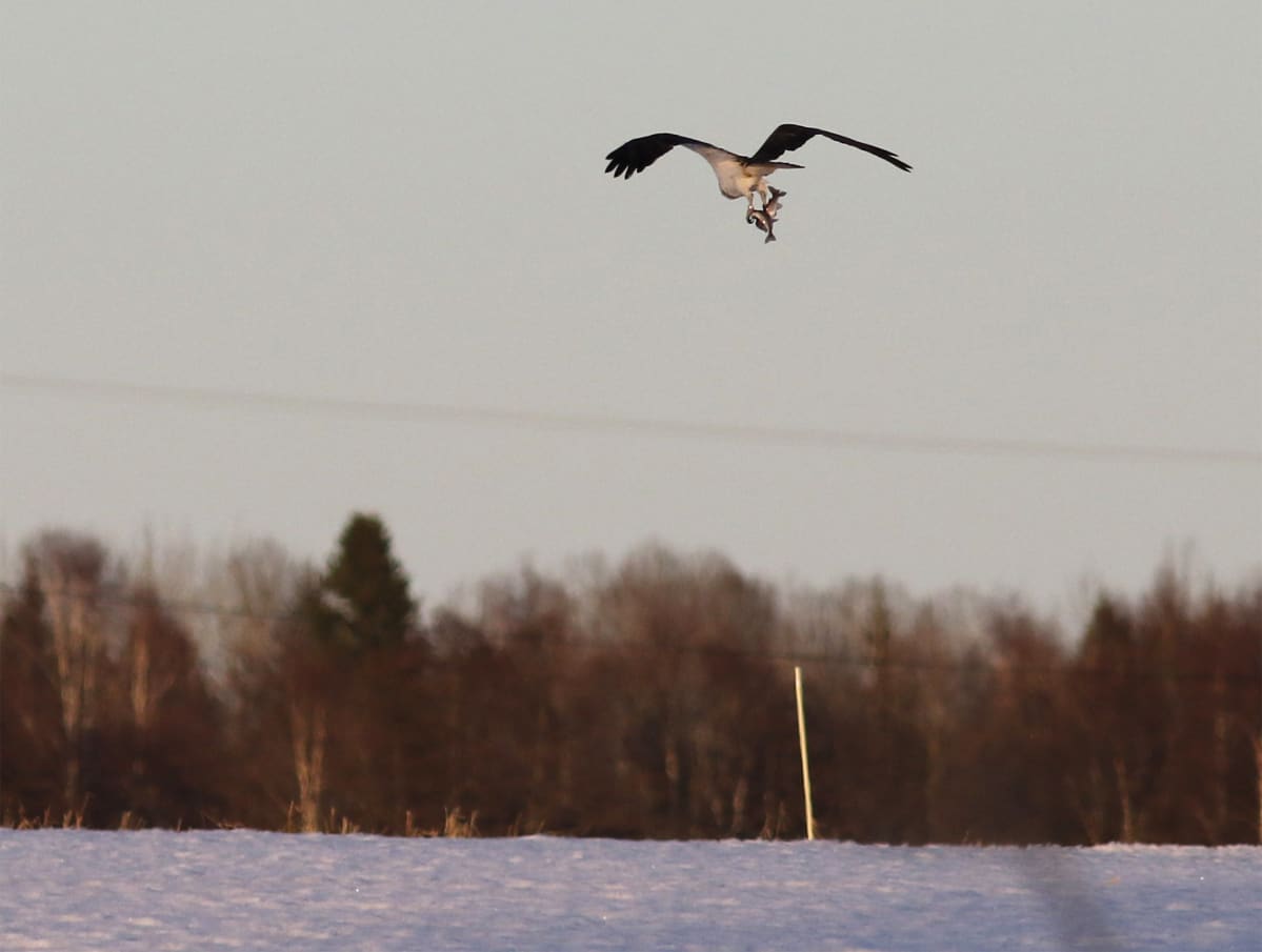 Saalis linnnun kynsissä