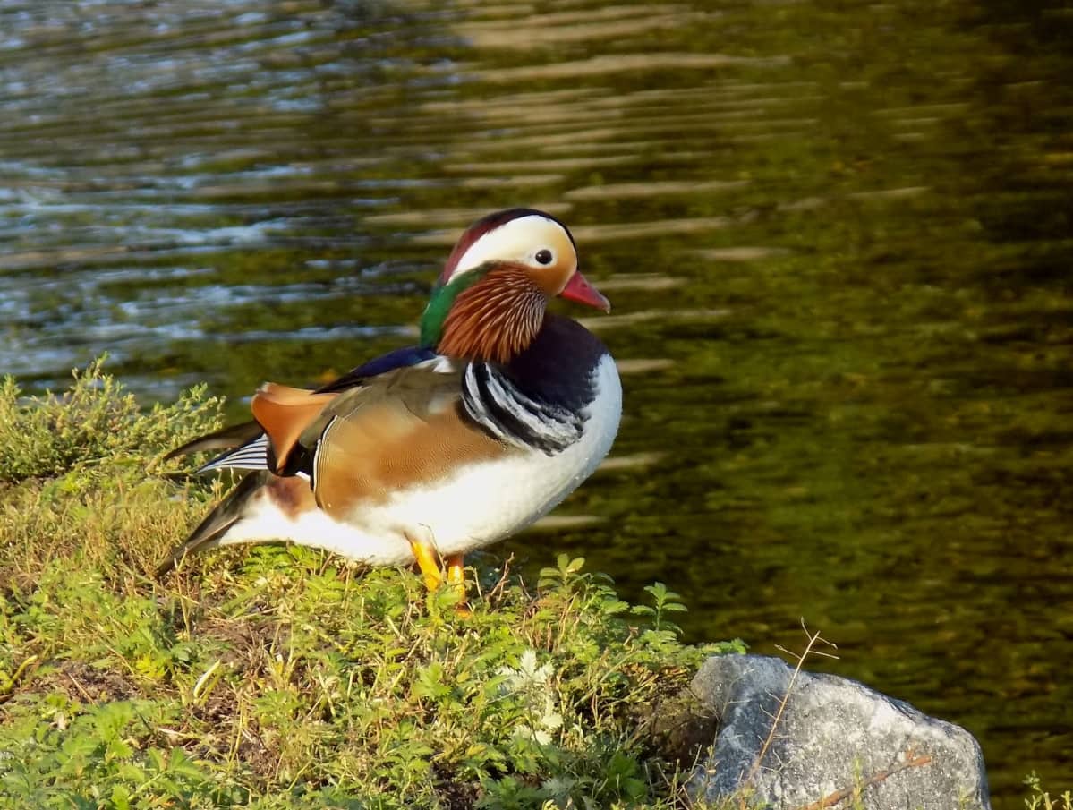 Mandariinisorsa