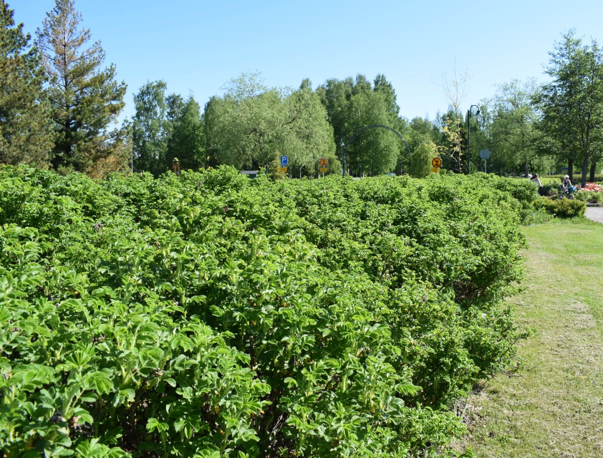 Kurtturuusuja Porissa.