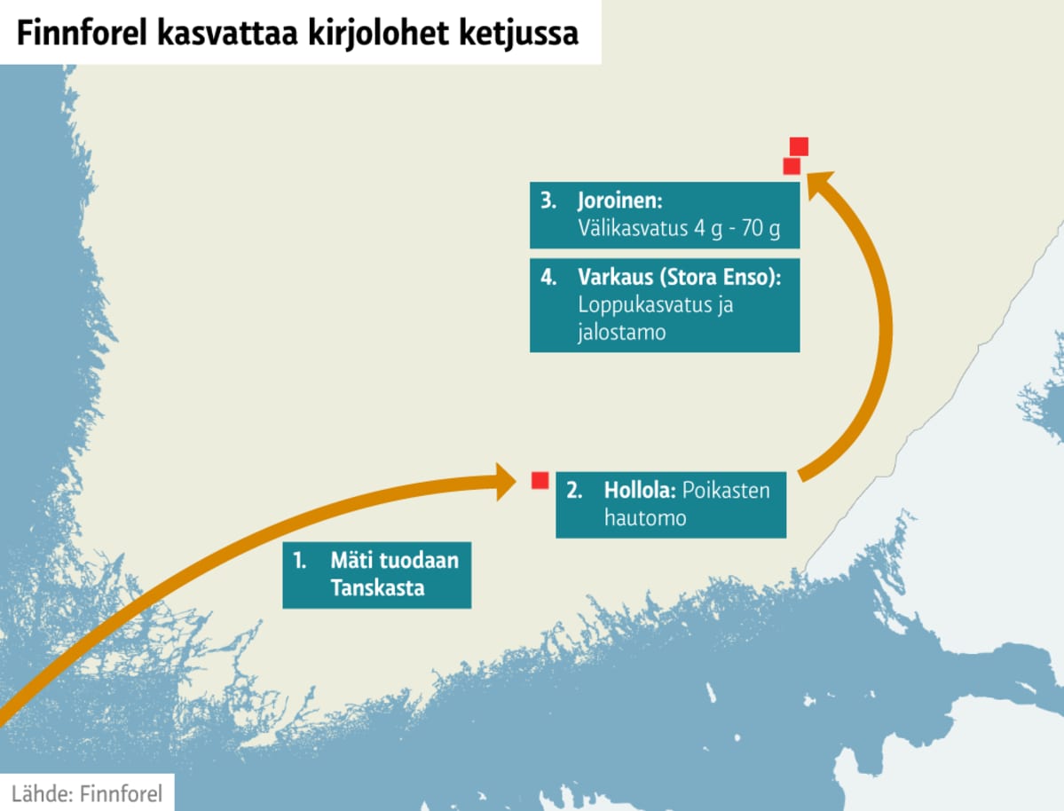 Finnforel kasvattaa kirjolohet ketjussa
