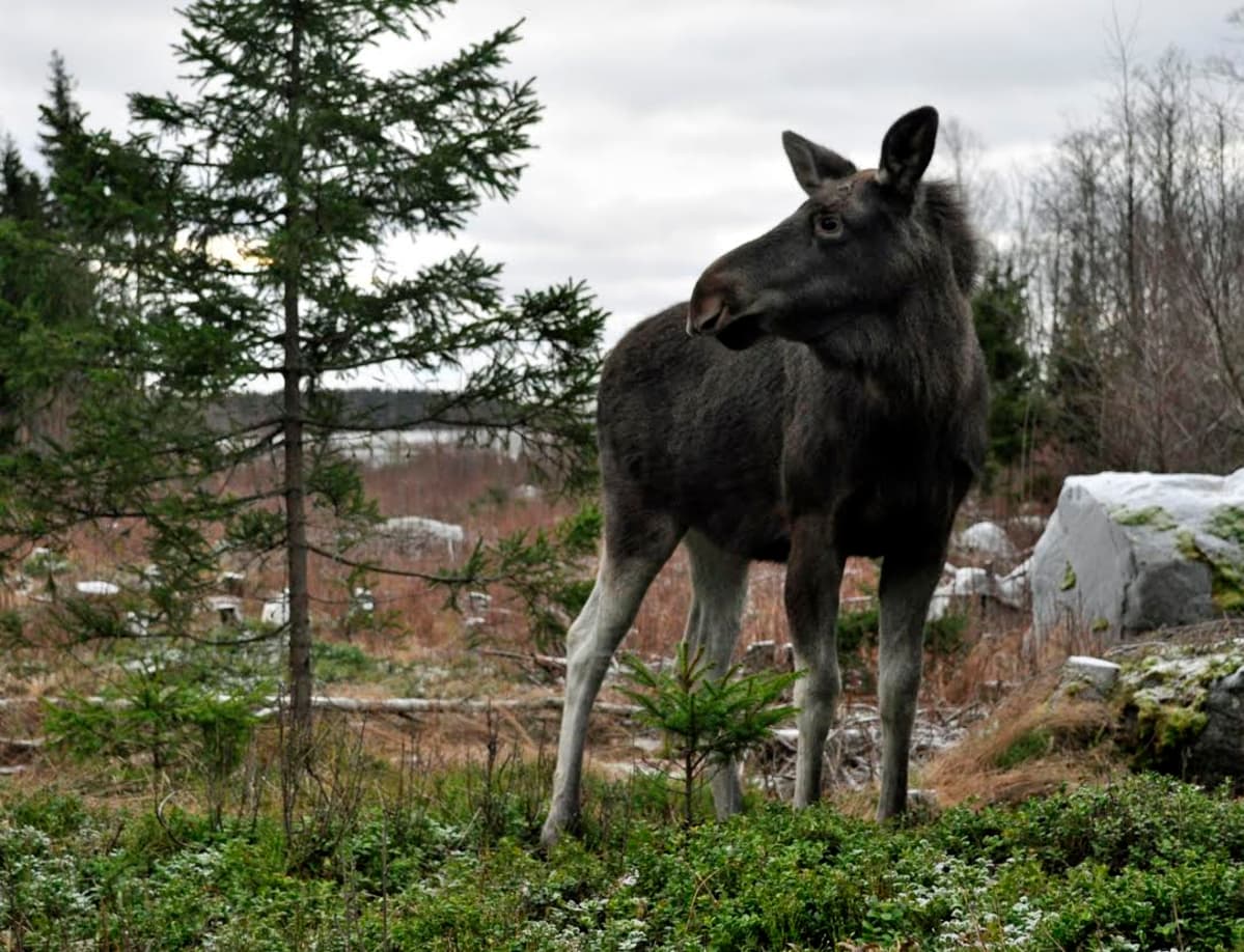 Mervi-hirvi Villieläinhoitolassa joulukuussa 2015.
