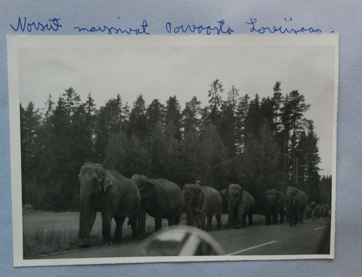 Norsulauma on nähty joskus 1960-luvulla myös Porvoon ja Loviisan välisellä tiellä.