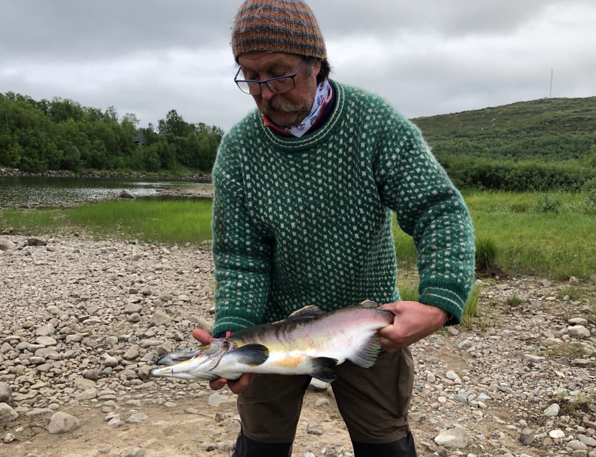 Kyttyrälohi Neidenin kalastuskunnan puheenjohtajan Karl Magne Arvolan käsissä. Näätämö, Norja 14.8.2019