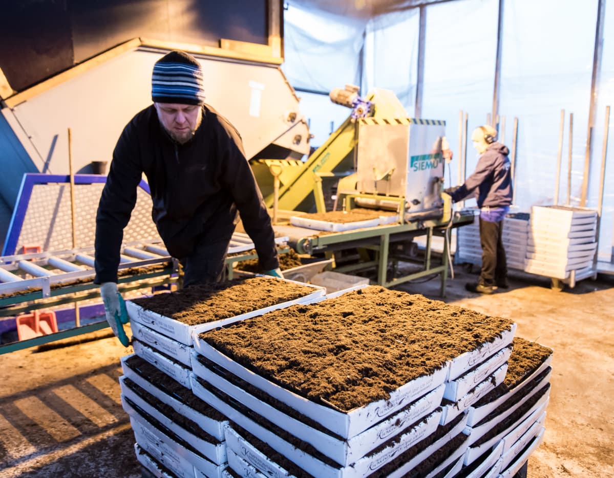 Olli Nieminen nostaa kasvuruukkulaatikkoa.