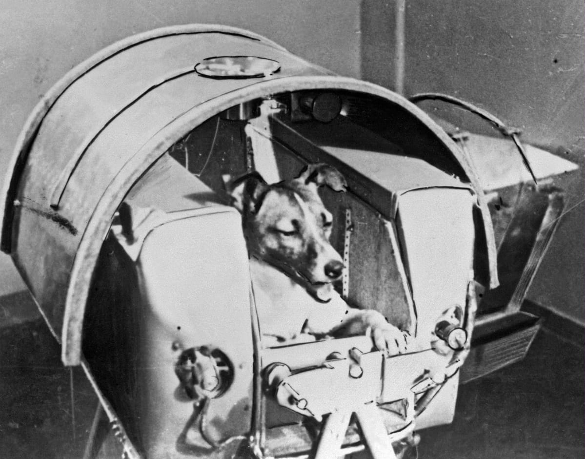 Pravda-sanomalehdessä julkaistussa mustavalkoisessa kuvassa Laika-koira on valmiina lähtöön Sputnik kakkosen kyydissä.