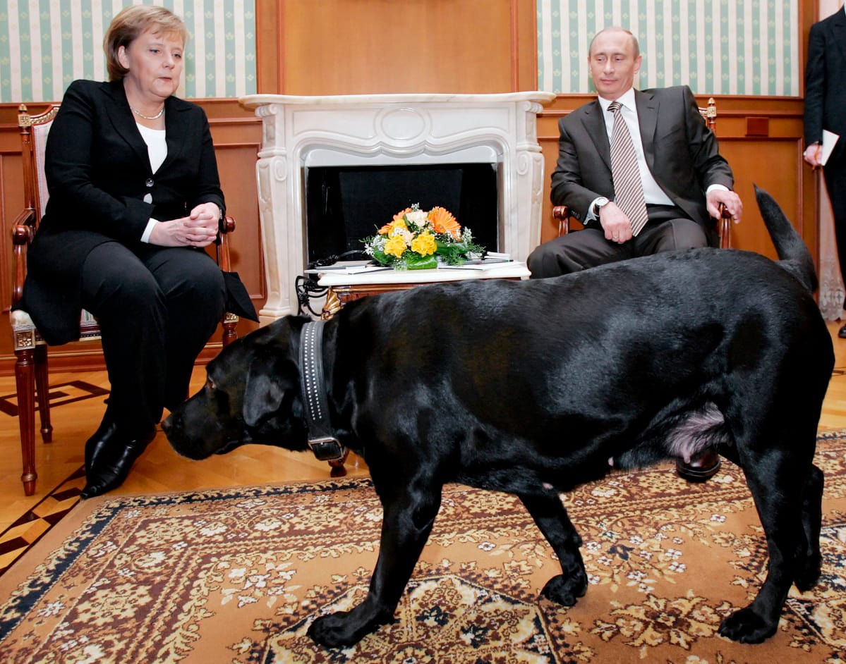 Vladimir Putinin koira tervehtii Angela Merkeliä Sotshissa.