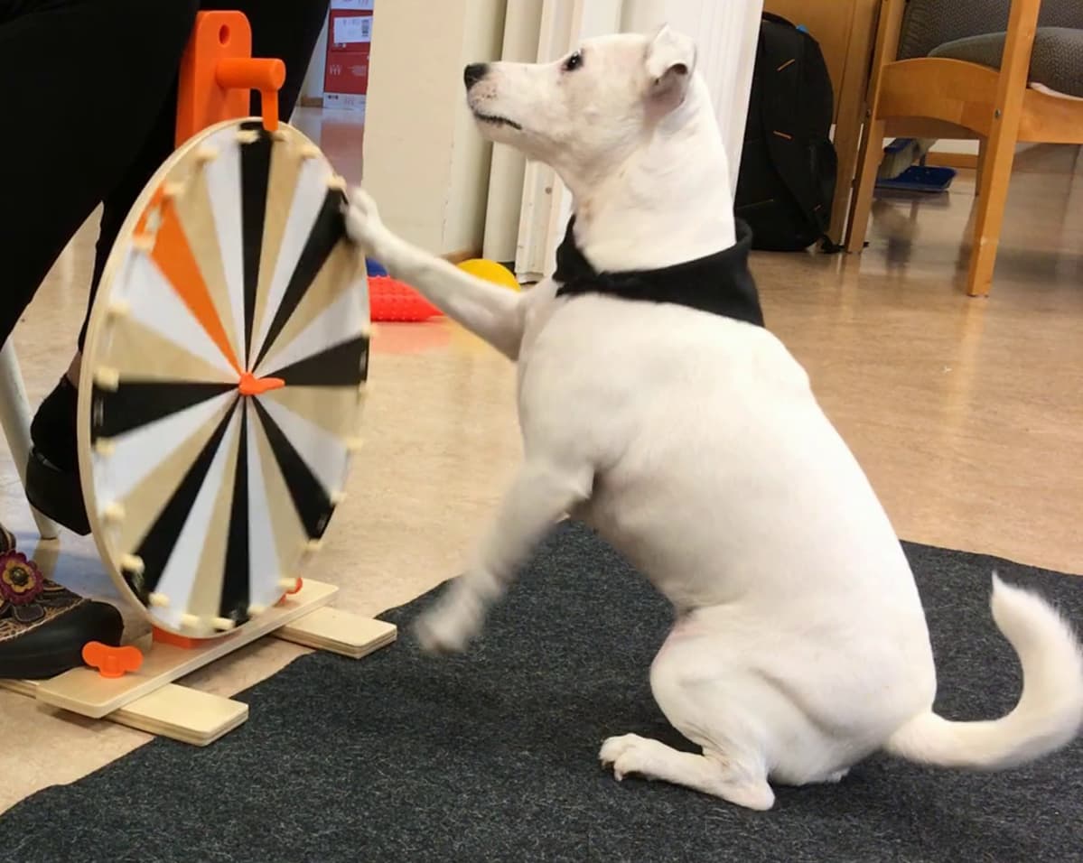 Valkoinen jackrussellinterrieri pyöräyttää onnenpyörää.