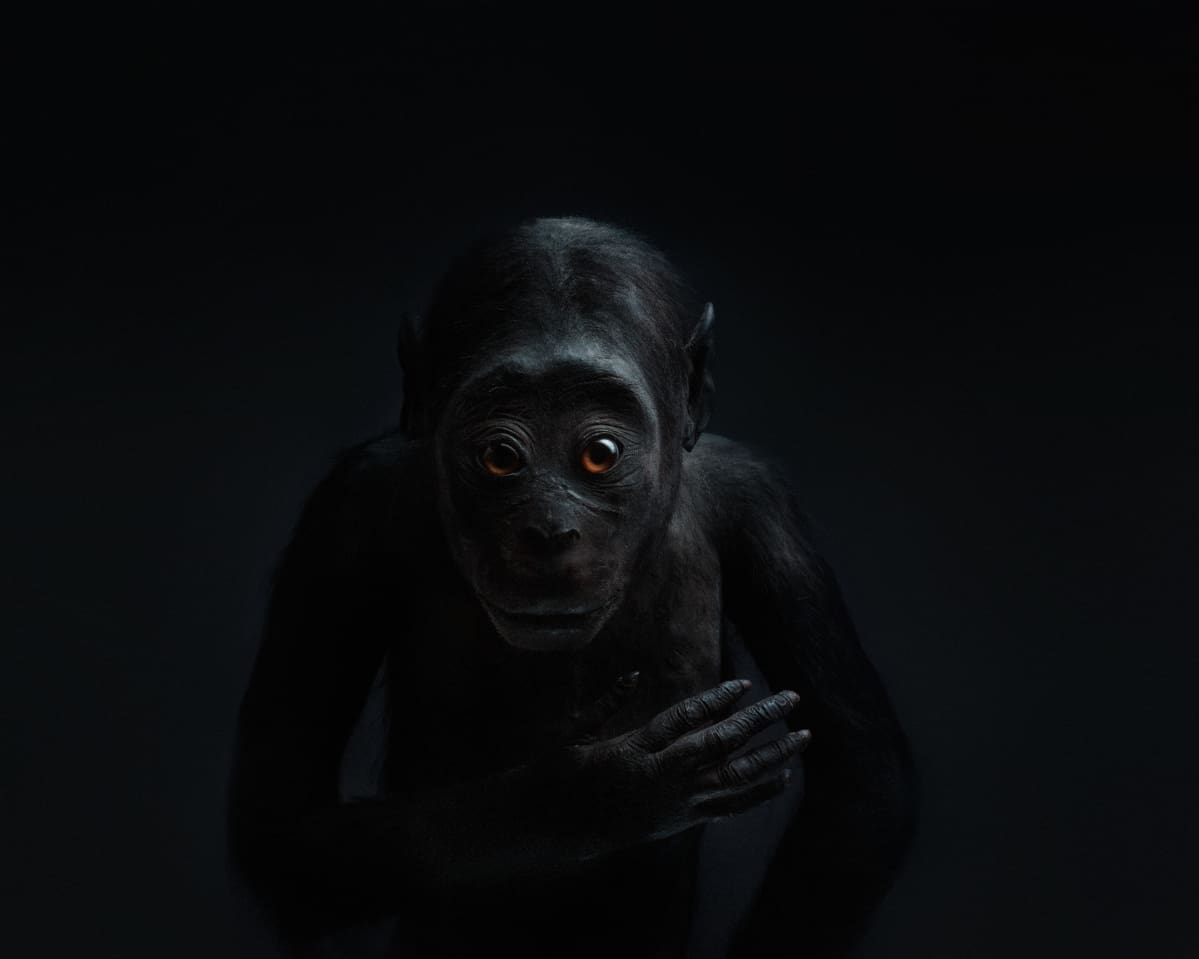 Perttu Saksa: Echo (2012)